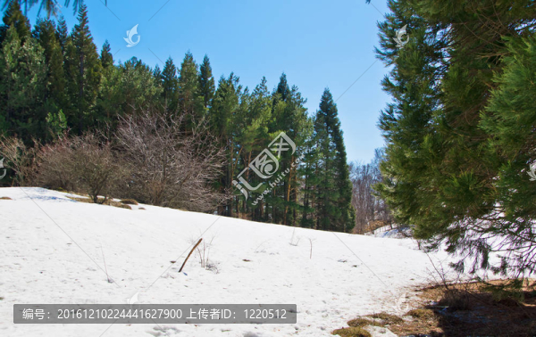 在mountaine紅杉樹林