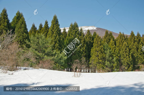 在mountaine紅杉樹林