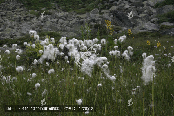Flowers；山地植物