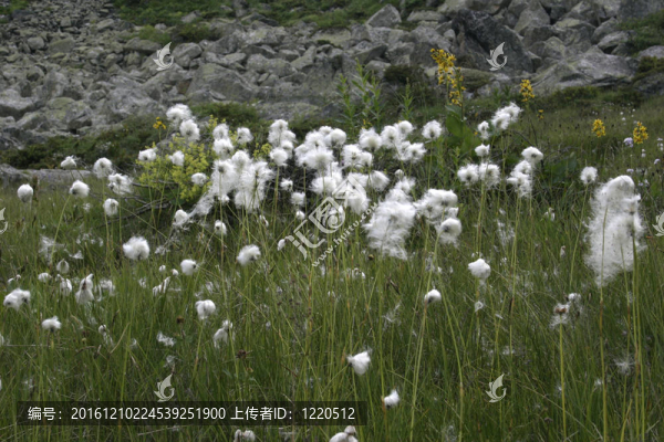 Flowers；山地植物