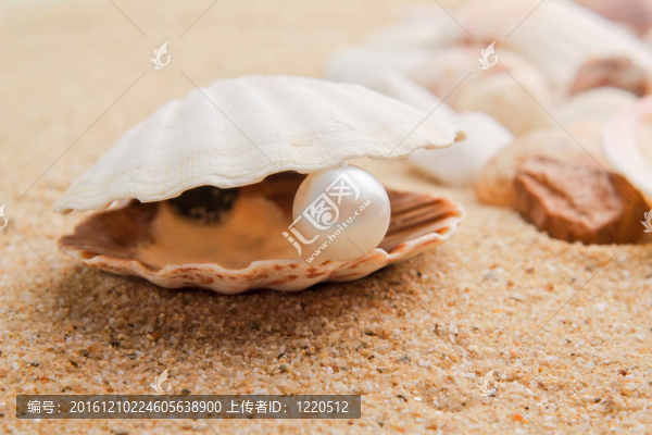 對貝殼珍珠。