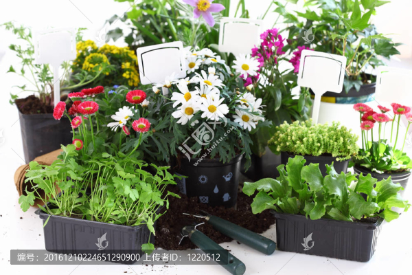 裝飾花卉和蔬菜準(zhǔn)備種植