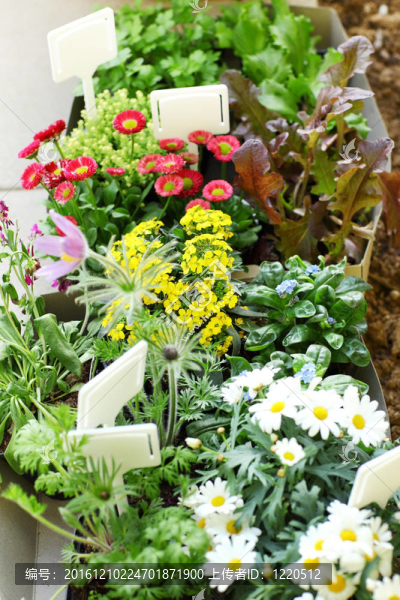 裝飾花卉和蔬菜準(zhǔn)備種植