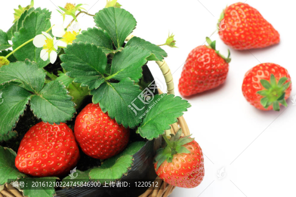 草莓