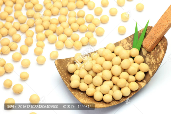 大豆