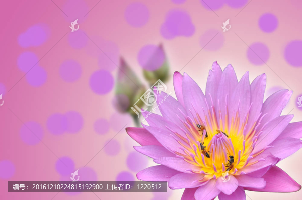 蓮花