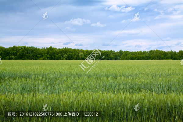 夏季綠地景觀