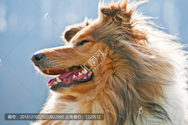 牧羊犬