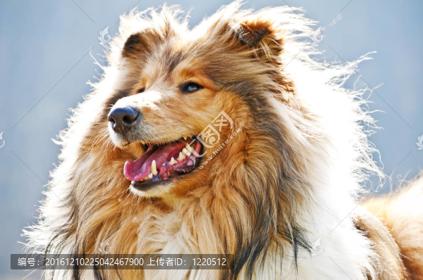 牧羊犬
