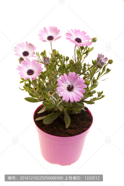 鍋與非洲雛菊（Dimorphotheca,Pluvialis）分離