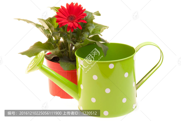 白花花