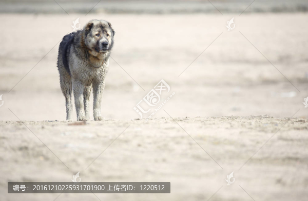 中亞牧羊犬