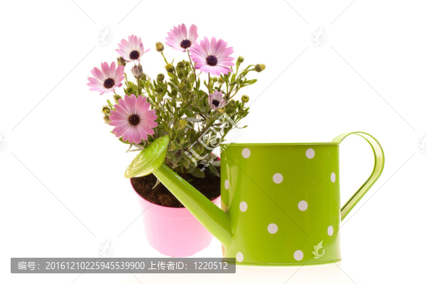 鍋與非洲雛菊和噴壺