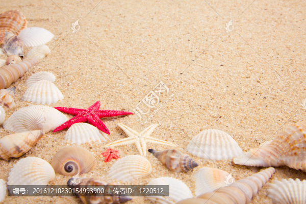 來自大海的寶藏