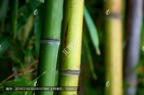 禪竹
