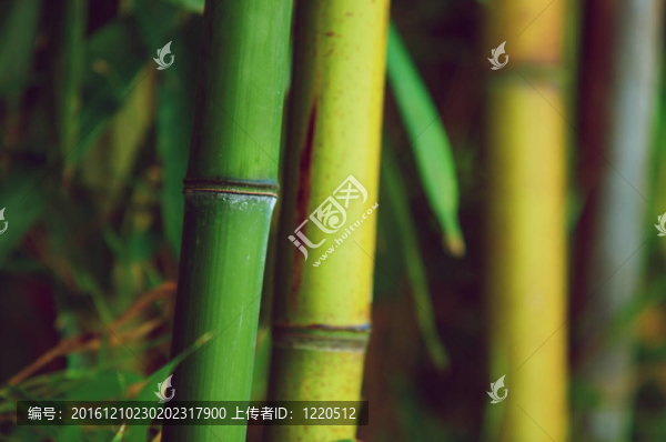 禪竹