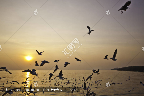 海鷗和海景