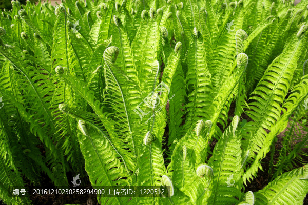 綠色的蕨類植物的葉子