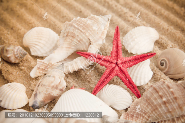 來自大海的寶藏