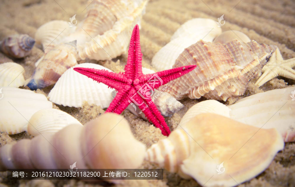 來自大海的寶藏