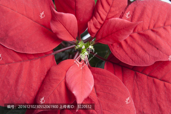 對(duì)一品紅的細(xì)節(jié)。
