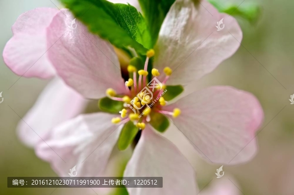 春天的花朵。