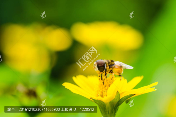 水果文件或花卉文件在綠色的宏觀性質(zhì)