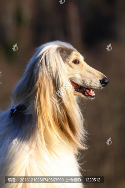 白色的阿富汗獵犬