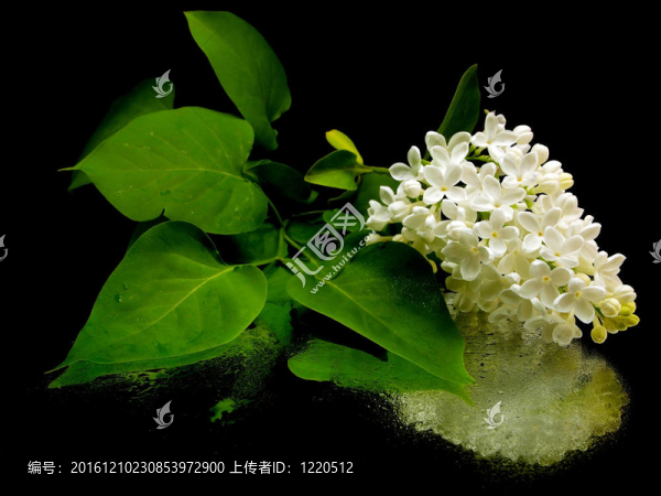 白丁香花