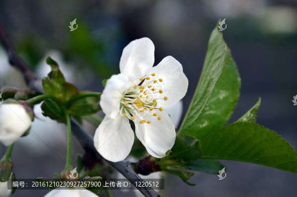 花