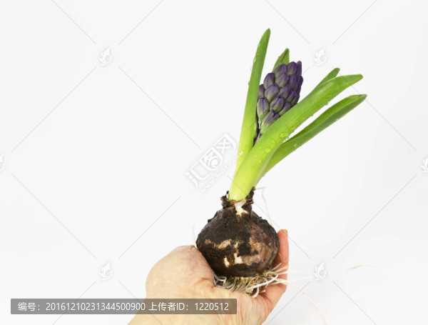 葫蘆在手