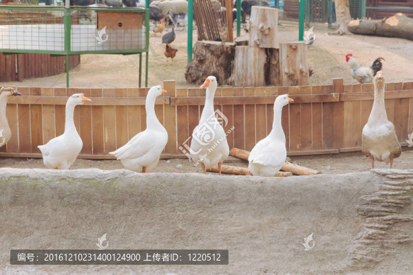 在基輔動(dòng)物園白鵝群；烏克蘭