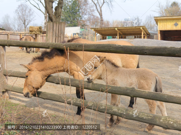 普氏野馬在基輔動物園的馬；烏克蘭