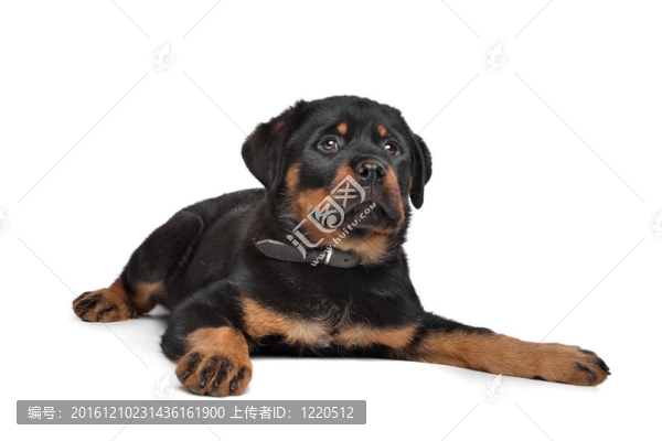 羅威納幼犬
