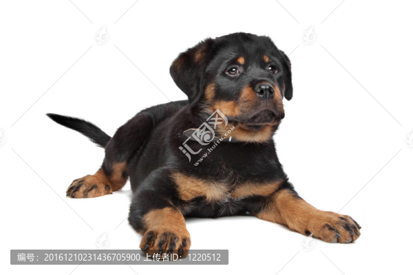 羅威納幼犬