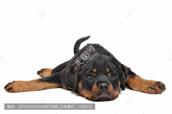 羅威納幼犬
