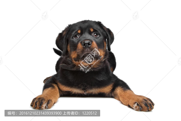 羅威納幼犬