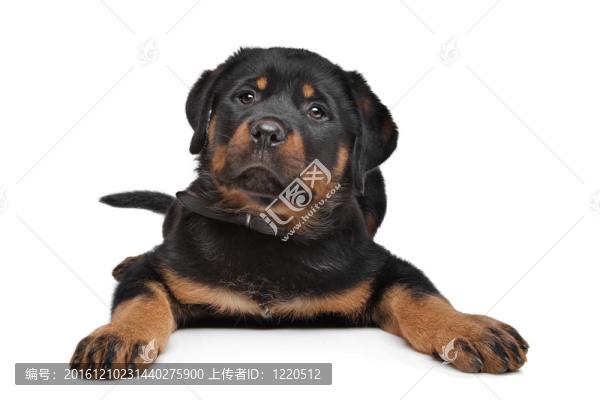 羅威納幼犬