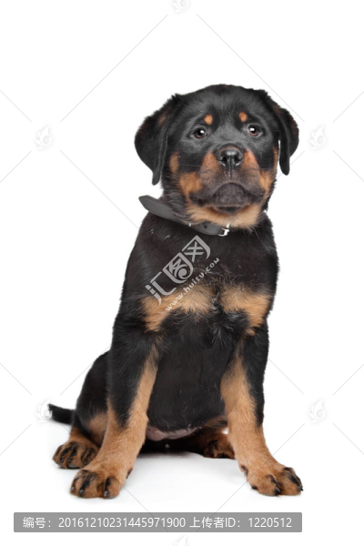 羅威納幼犬