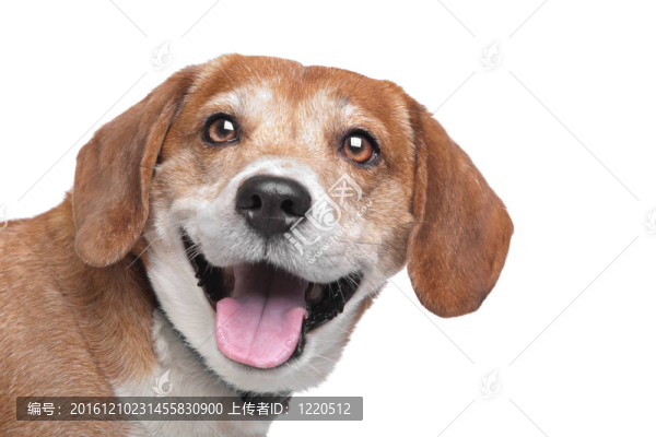 比格犬