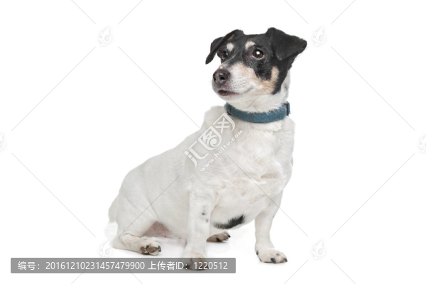 杰克羅素梗犬