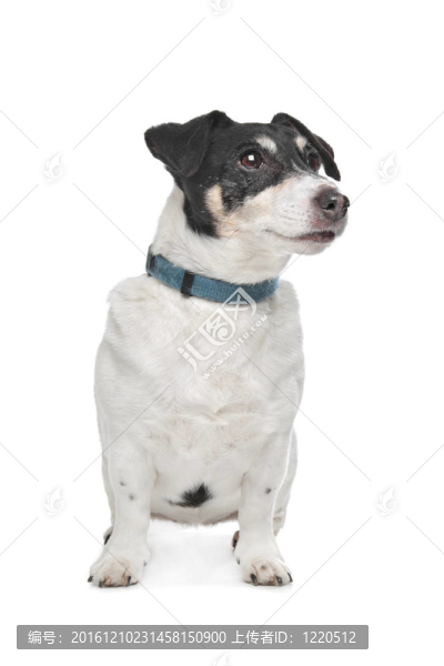 杰克羅素梗犬