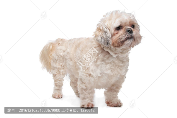 混血潮狗