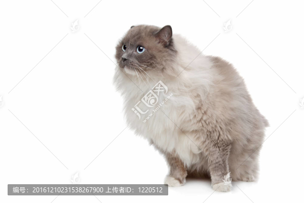 布偶貓
