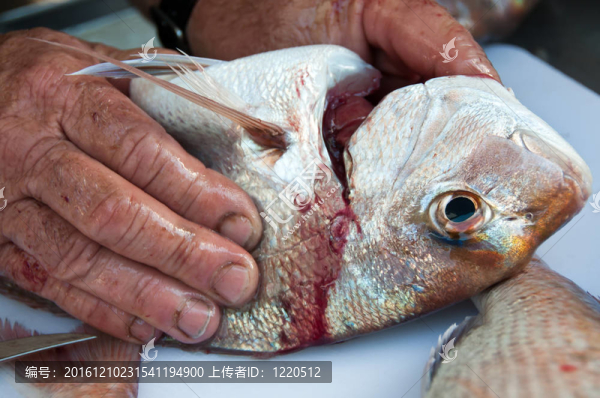 漁夫準(zhǔn)備魚(yú)