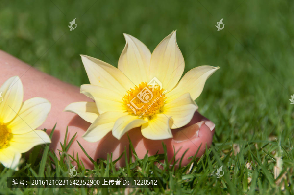 腳花