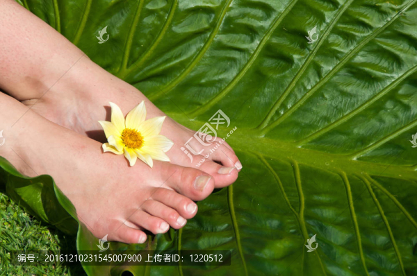 棕櫚葉上的花
