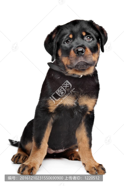 羅威納幼犬