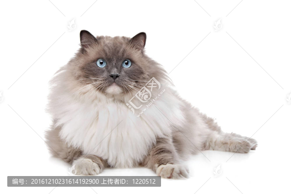 布偶貓