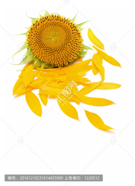 向日葵的花瓣